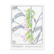 ハーブマテリアメディカプラントアストラガロス勉強カード