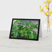 ハーブミントの植物 カード (黄色い花)