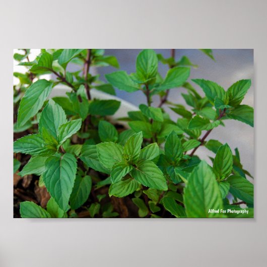 ハーブミントの植物 ポスター (正面)