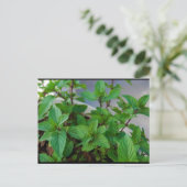 ハーブミントの植物 ポストカード (スタンド正面)