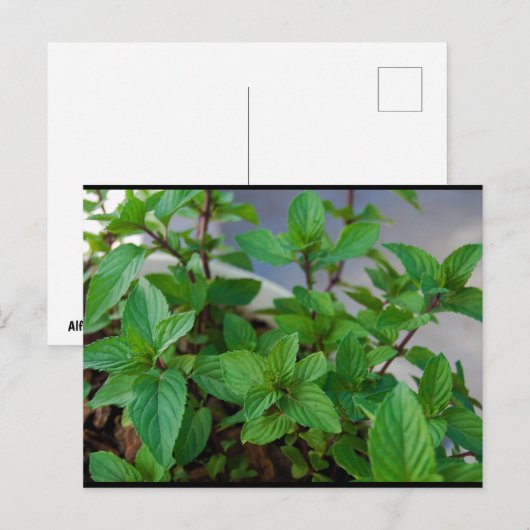 ハーブミントの植物 ポストカード (正面/裏面)
