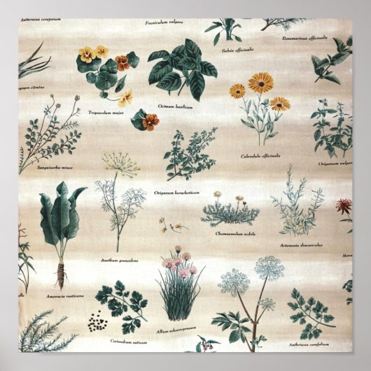 ハーブ植物花 ポスター (正面)