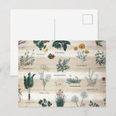 ハーブ植物花 ポストカード (正面/裏面)