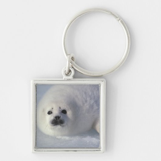 ハープシールフォカgroenlandica) 1週間のハープ キーホルダー (正面)