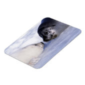 ハープシールマザーとポップ マグネット (左側)