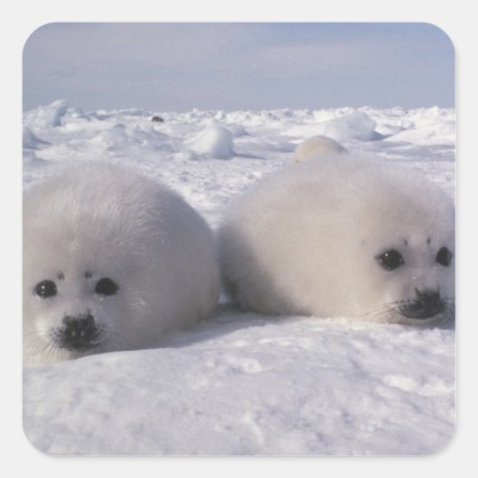 ハープシール(Phoca groenlandica)ハープシールパップ スクエアシール (正面)