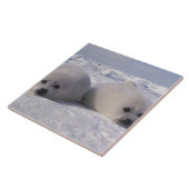 ハープシール(Phoca groenlandica)ハープシールパップ タイル (側面)