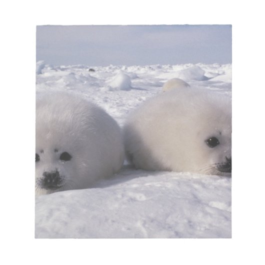 ハープシール(Phoca groenlandica)ハープシールパップ ノートパッド (正面)