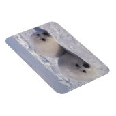 ハープシール(Phoca groenlandica)ハープシールパップ マグネット (右側)