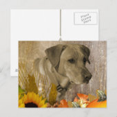 ハーベストラブラドールリトリバー ポストカード (正面/裏面)