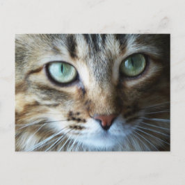 ハーマイオニー近く ポストカード