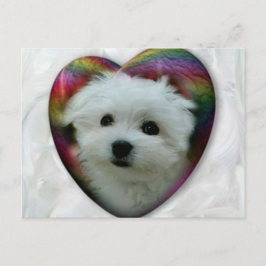 ハーマーズ・ザ・マルチーズ ポストカード (正面)