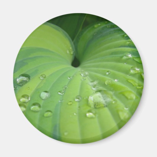 「ハーモニーホスタ」マグネット マグネット (正面)