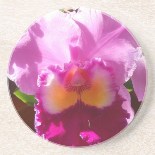 ハーリンデ コースター (正面)