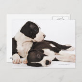 ハーレクインのグレートデーンパピー2頭 ポストカード (正面/裏面)