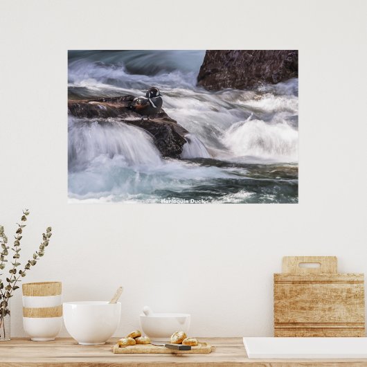 ハーレクインアヒル ポスター (キッチン)