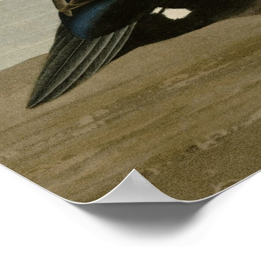 ハーレクインアヒル ポスター (角)