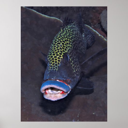 ハーレクインアユポートレート ポスター (正面)