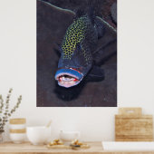 ハーレクインアユポートレート ポスター (キッチン)