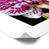 ハーレクインパレノプシオーキッド開花フローラ ポスター (角)