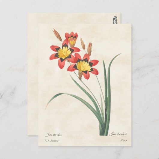ハーレクインフラワーヴィンテージ植物学イラストレーション ポストカード (正面/裏面)