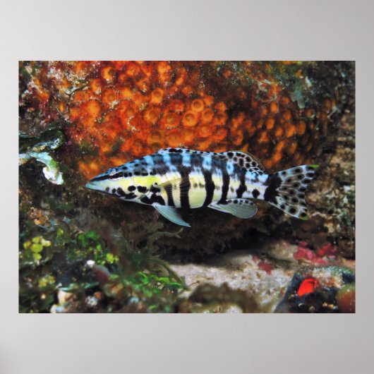 ハーレクインベース ポスター (正面)