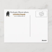 ハーレクインマコー足はがき ポストカード (裏面)