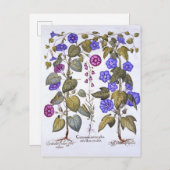 ハーレベルとコンボウルス ポストカード (正面/裏面)