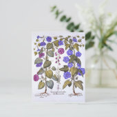 ハーレベルとコンボウルス ポストカード (スタンド正面)