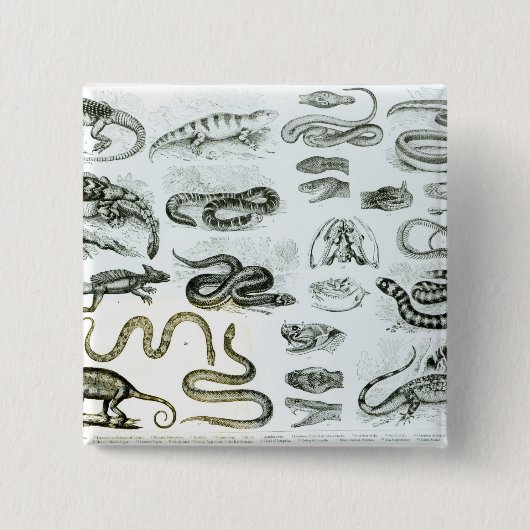 ハ虫類、蛇およびトカゲ 缶バッジ (正面)