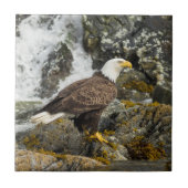 ハ誇りを持ったゲワシ タイル (正面)