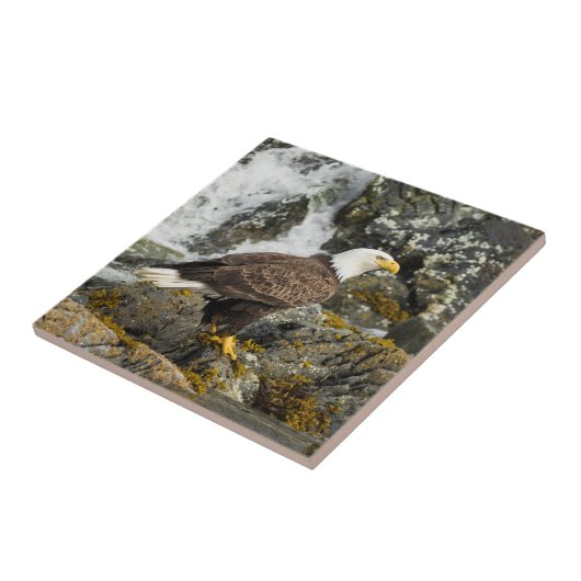 ハ誇りを持ったゲワシ タイル (側面)