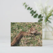 ハ adder ポストカード (スタンド正面)