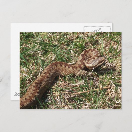 ハ adder ポストカード (正面/裏面)