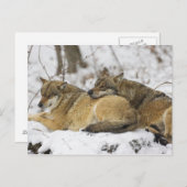 バイエルンの森の中の狼 ポストカード (正面/裏面)