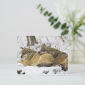 バイエルンの森の中の狼 ポストカード (スタンド正面)