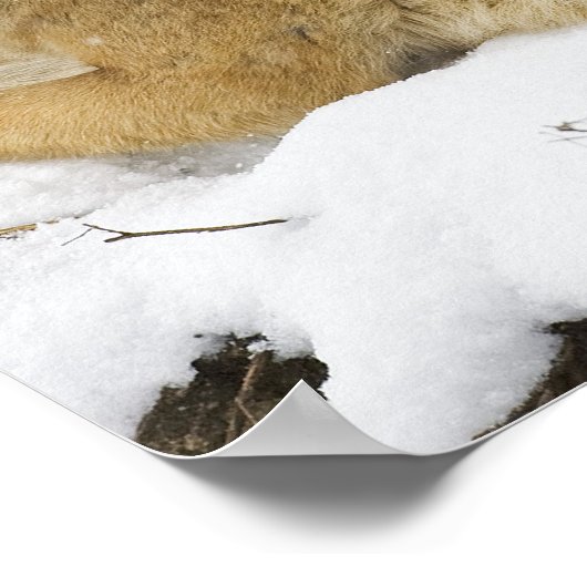 バイエルンの森の狼 ポスター (角)