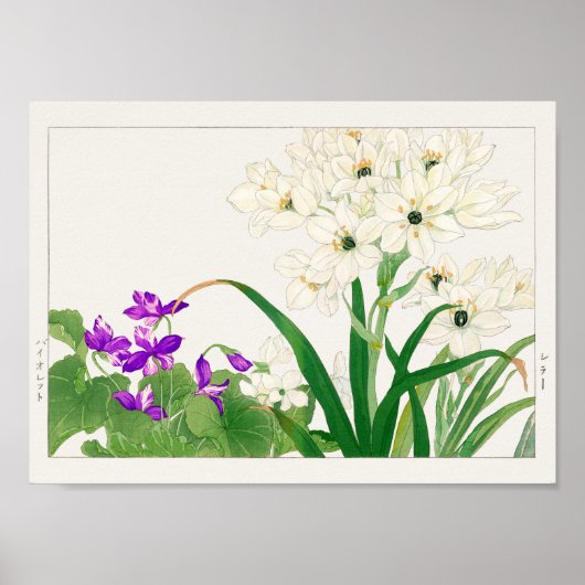 バイオラ、アラビアの星花タニガミ・コナン ポスター (正面)