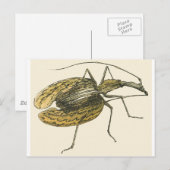 バイオリンビートル ポストカード (正面/裏面)