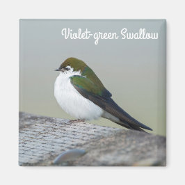 バイオレットグリーンツバメ マグネット