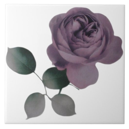 バイオレットバラタイル タイル (正面)