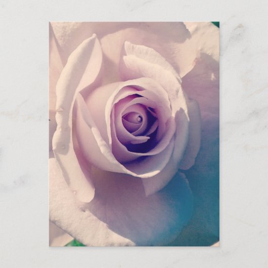 バイオレットバラ シーズンポストカード (正面)
