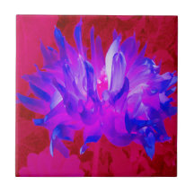 バイオレット素晴らしブルーとホットピンクサボサボダリア