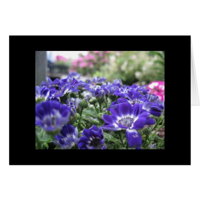 バイオレット… (正面横)