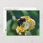 バイオレット・カーペンター・ビー・ハガキ ポストカード (正面/裏面)