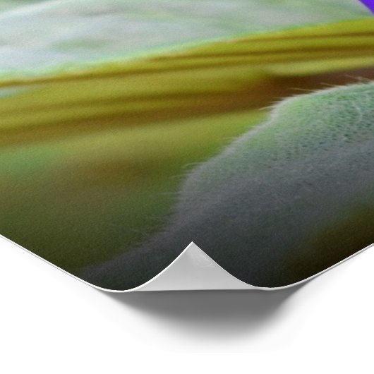 バイオレット, ポスター (角)