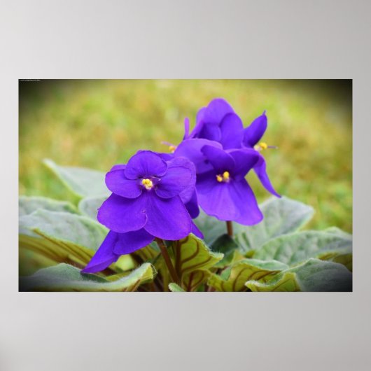 バイオレット, ポスター (正面)