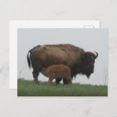 バイソンと介護カーフ ポストカード (正面/裏面)