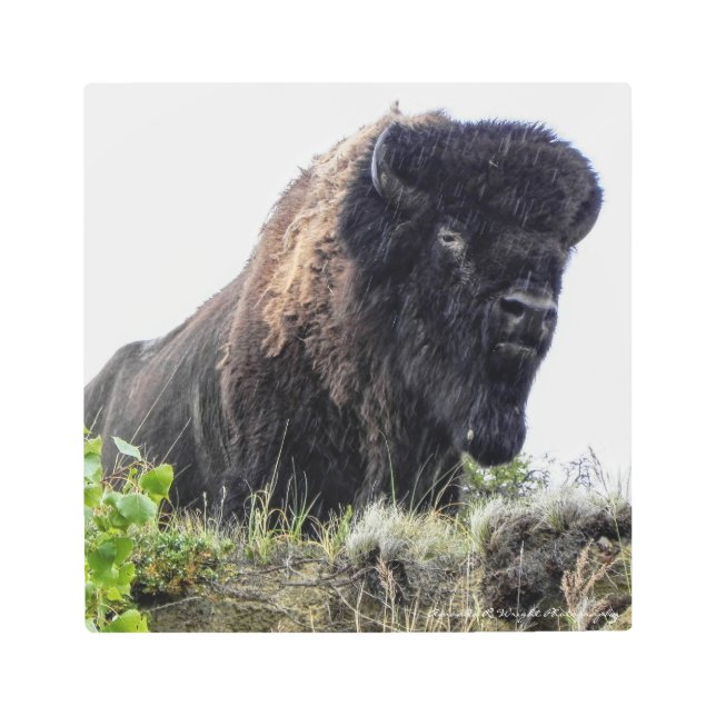 バイソンの金属の壁の芸術 メタルプリント (正面)