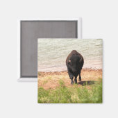 バイソンアットザウォーター マグネット (正面/裏面)